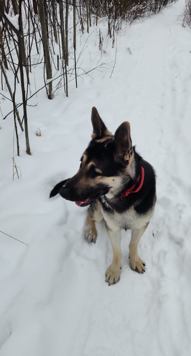 Собакочетверг же