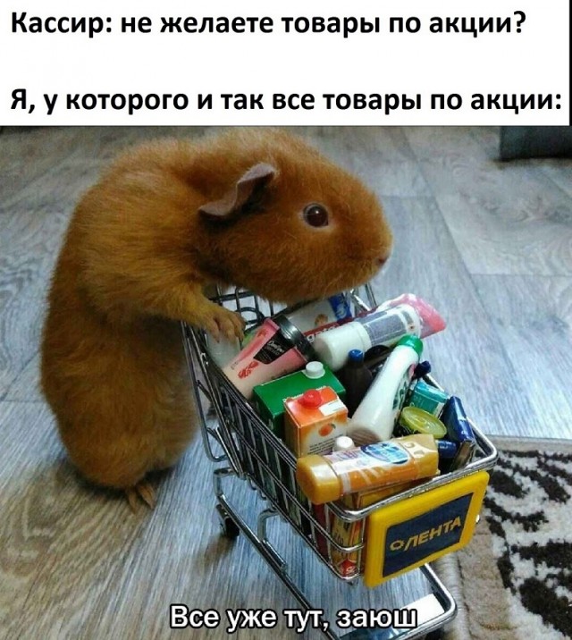 Весёлый полтишок 13.03.25