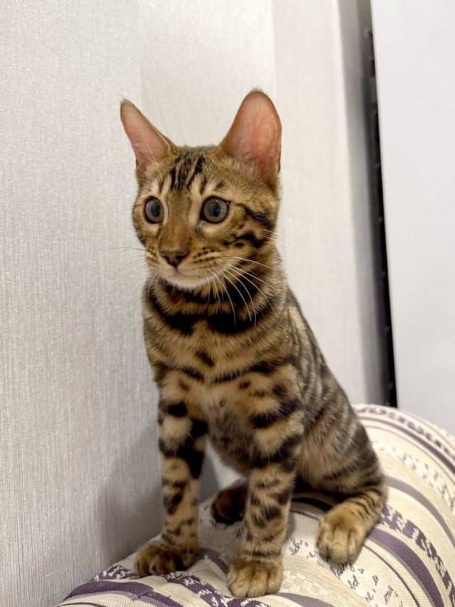 Кухонной теркой пообедал породистый кот в Москве