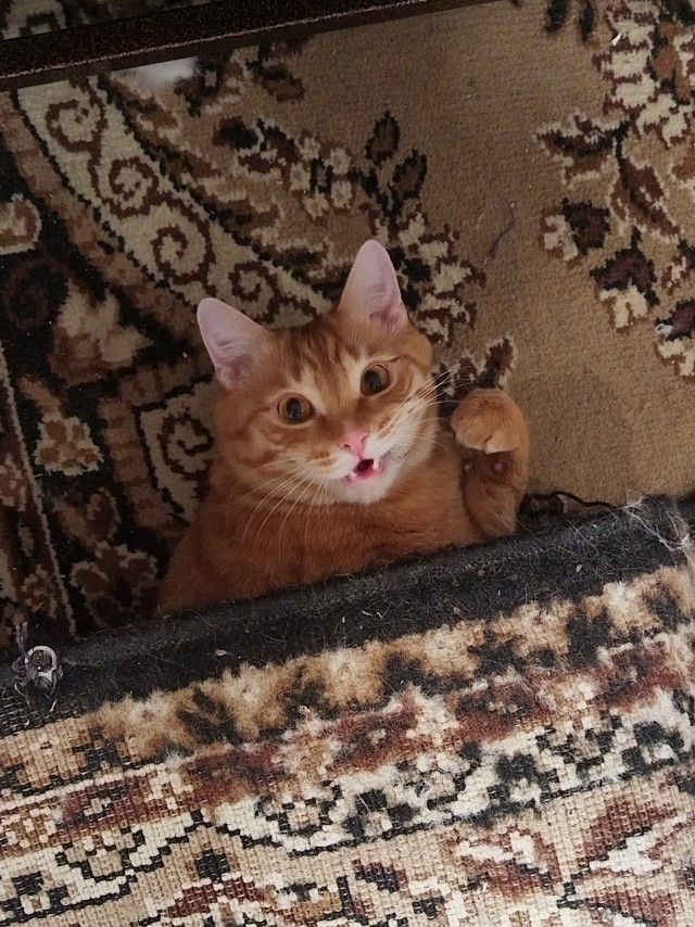 Совпало с котовторником.