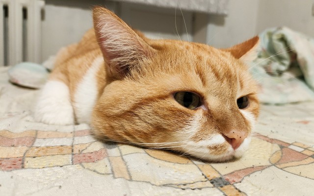 Немного моих котиков к вторнику