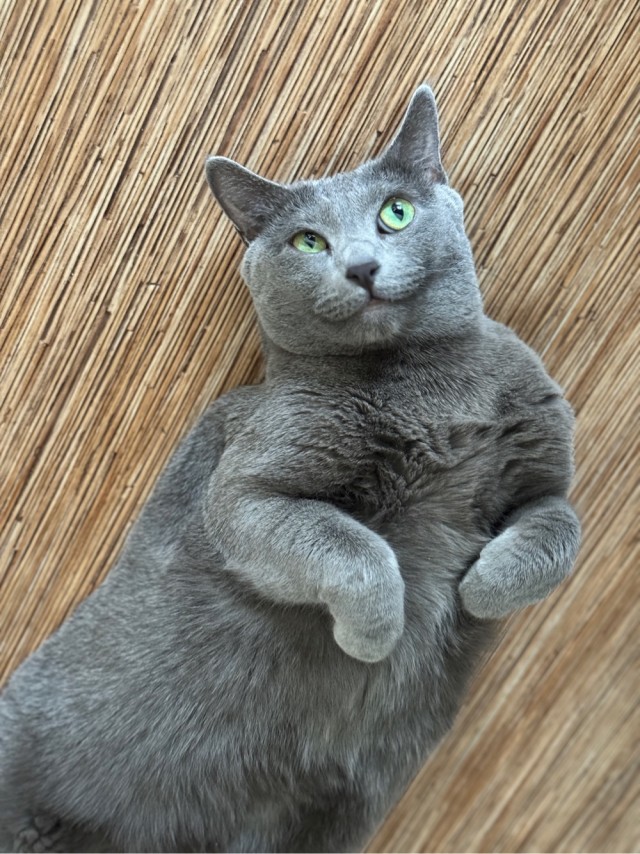 Котовторник