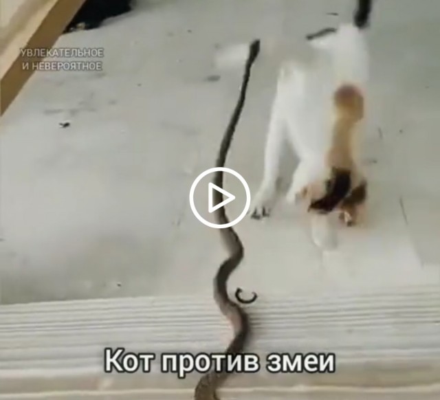 Кот против змеи