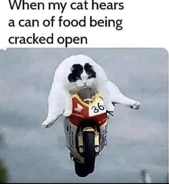 Чутка кошек