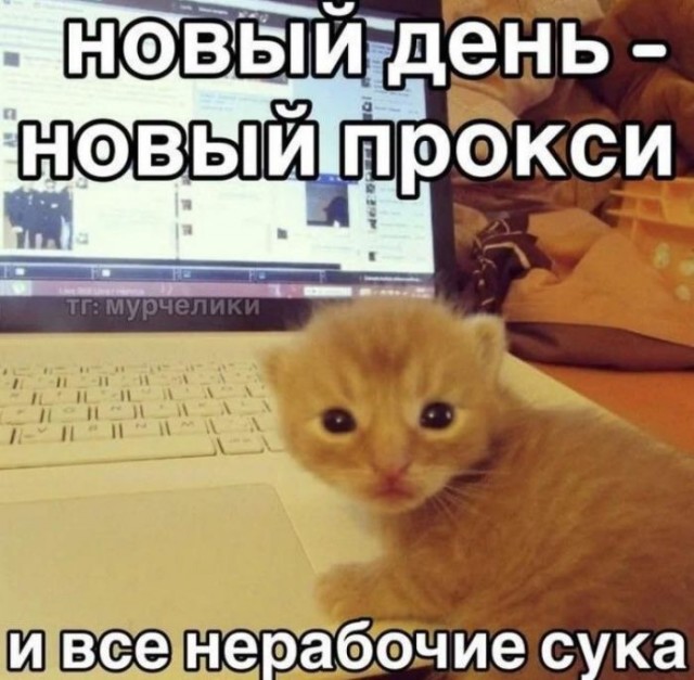 Картинки для деградации 213 (разной степени свежести)