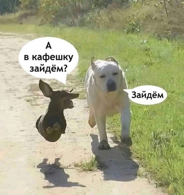 Картинки для деградации 242 (разной степени свежести)