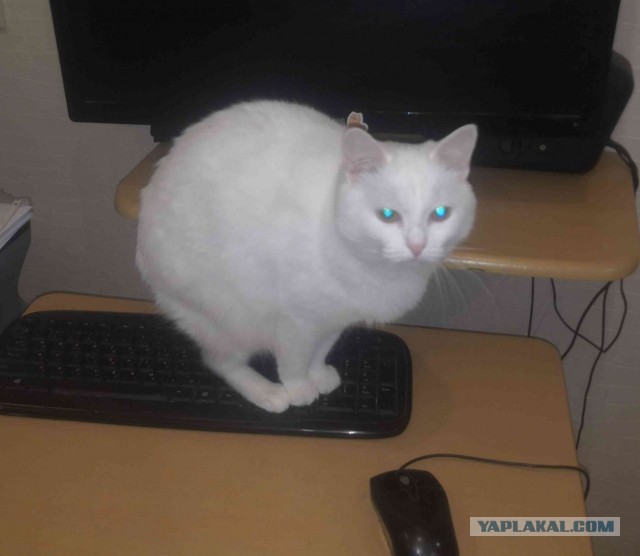 Все видели кошку сутулую?