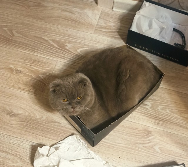 Очередной котовторник