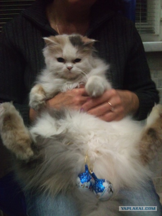 Котовторник 12.11.2013