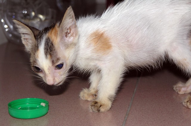 Котовторник 18.03.2014