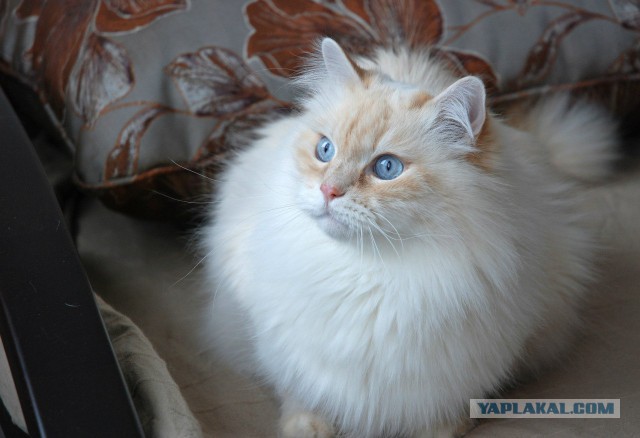 Котовторник 01.07.2014