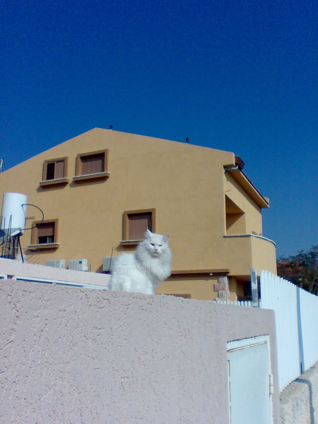 Котовторник 12.05.2015