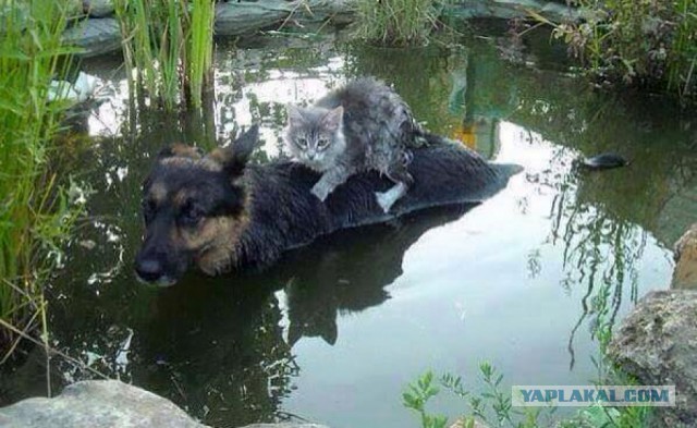 Случилось такое несчастье