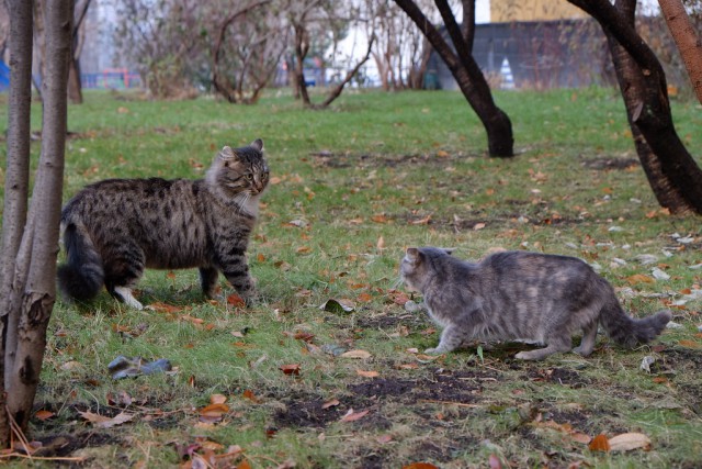 Котовторник  21.07.2015