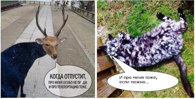 Картинки + гифки.