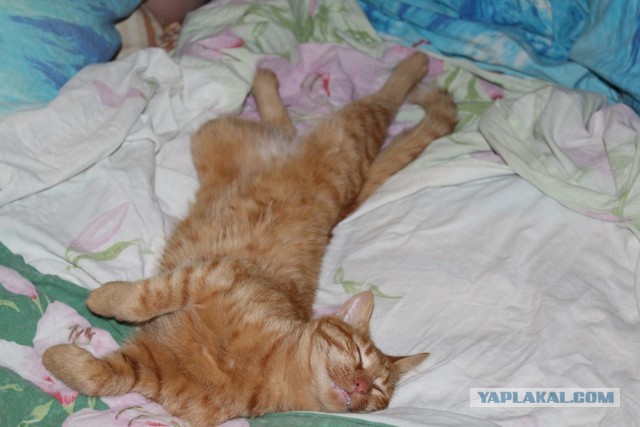 Котовторник наступил!:)