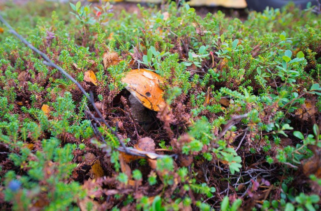 Поездка на Кольский полуостров.