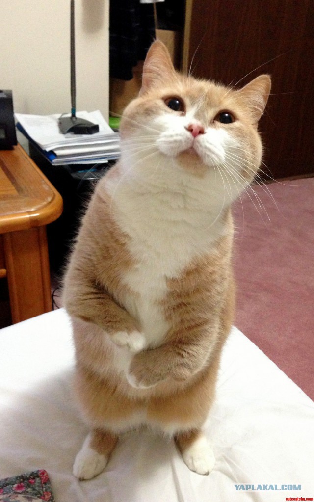 Котовторник 15.12.2015