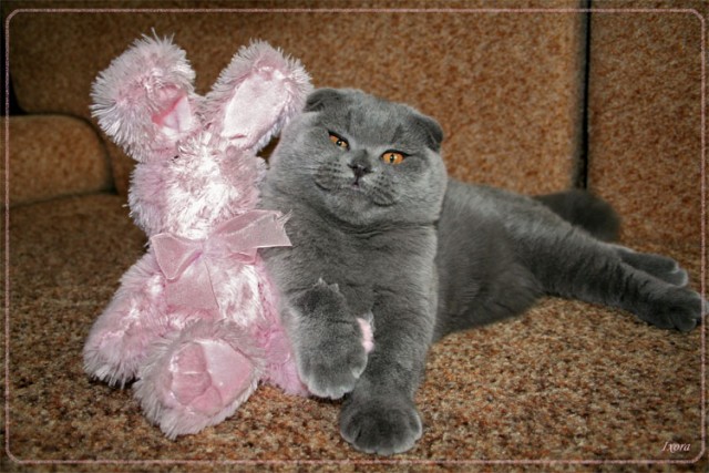 Коты, кошки, котята