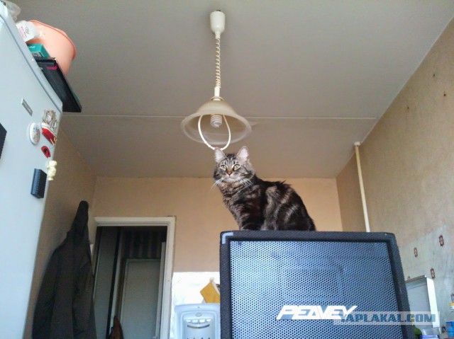 Про моего котика: нежного, злого, вредного