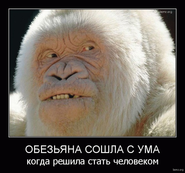 Картинки для поднятия настроения - 4
