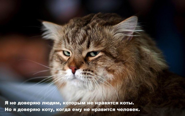 Прикольные животные