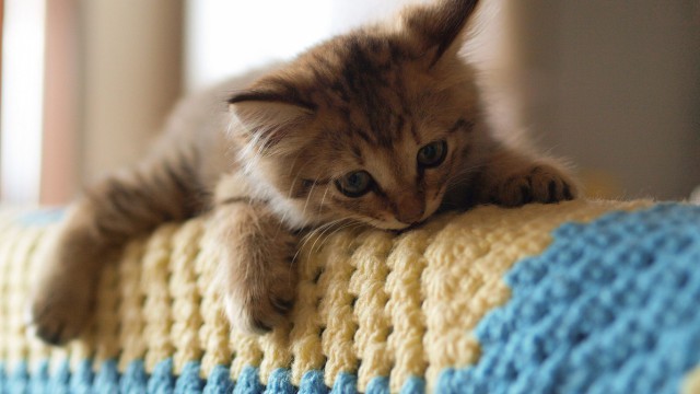 Коты из сети