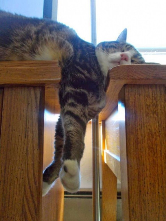 Коты из сети