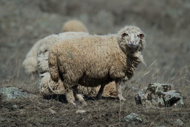 В Турции 80 овец совершили "массовое самоубийство", прыгнув со скалы