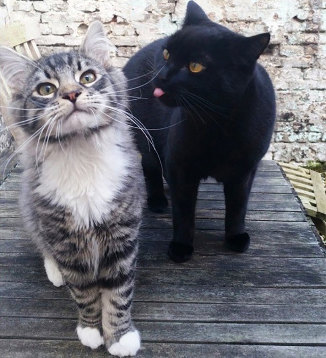 Коты и Кошки