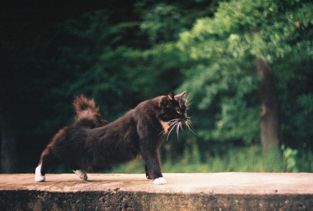 Фотобомбы котов