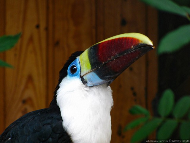 Детки в клетке