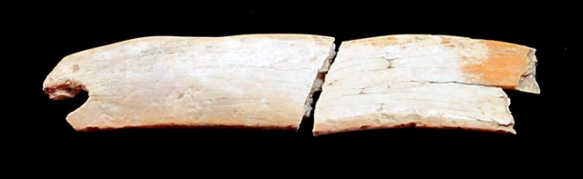 На Алтае нашли диадему из бивня мамонта возрастом 50 тысяч лет