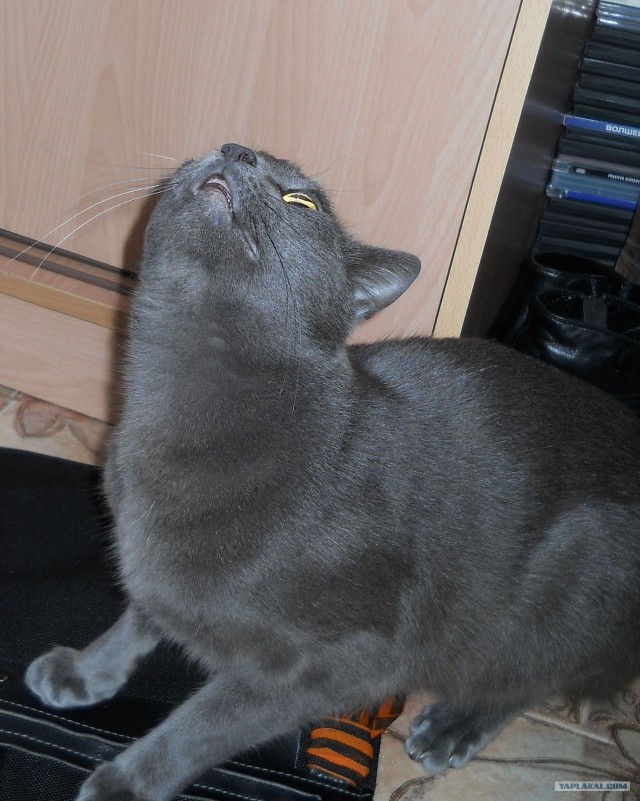 Котовторник 17 января