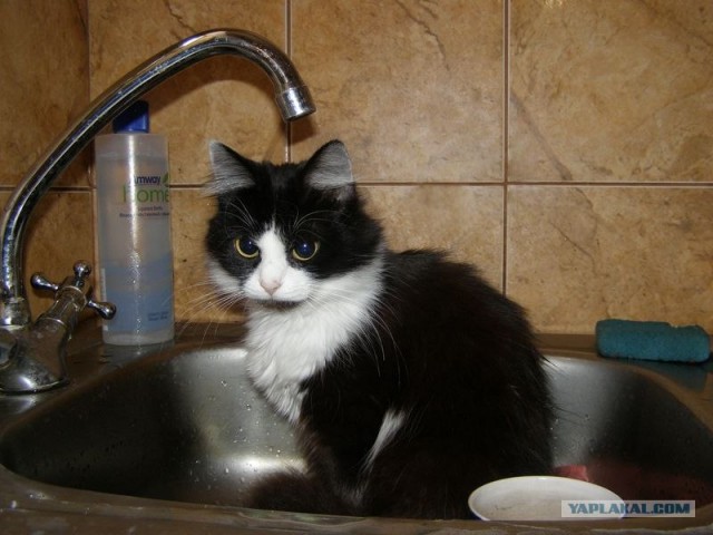 Котовторник (31.01.2012)