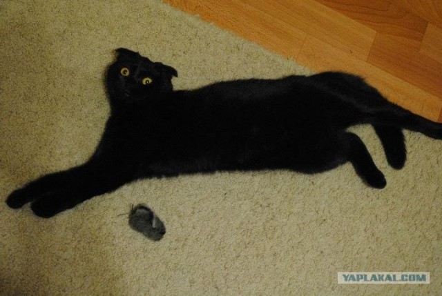 Котовторник (21.02.2012)