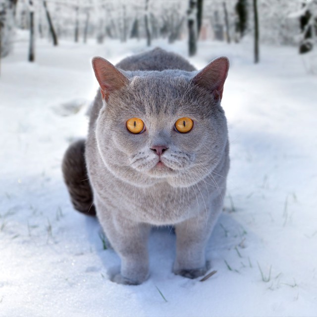 Прикольных котов пост