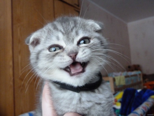 Котовторник 24.04.2012