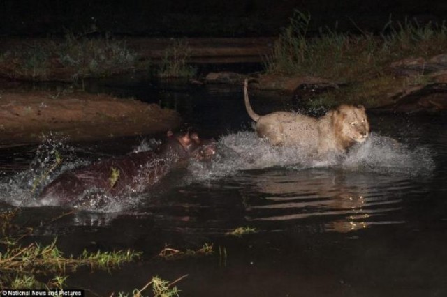 Неравный бой: бегемот против львов