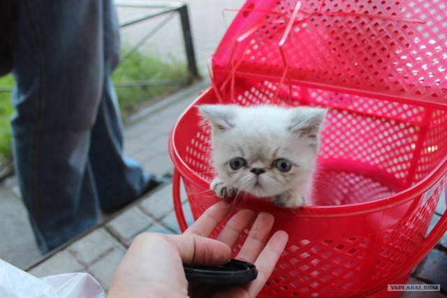 Котовторник 31.07.2012 г.