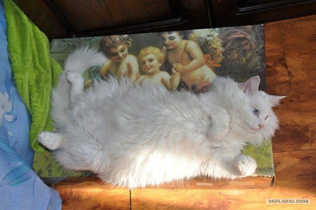 Котовторник  14.08.2012.