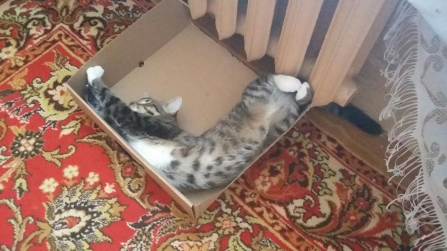 Живность из сети