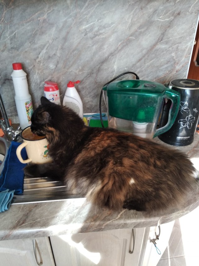 Котики