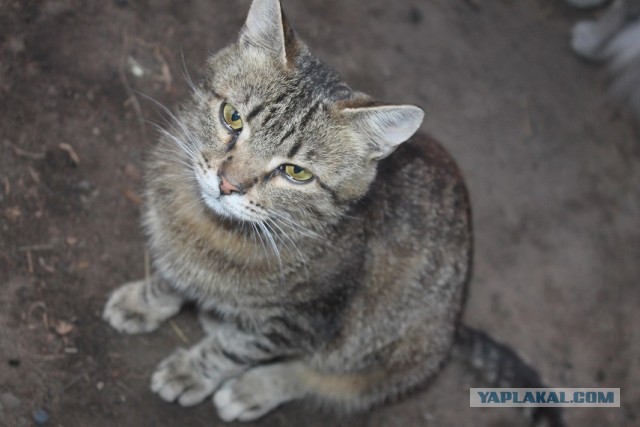 Жизнь домашнего приюта "Котоленд" 233