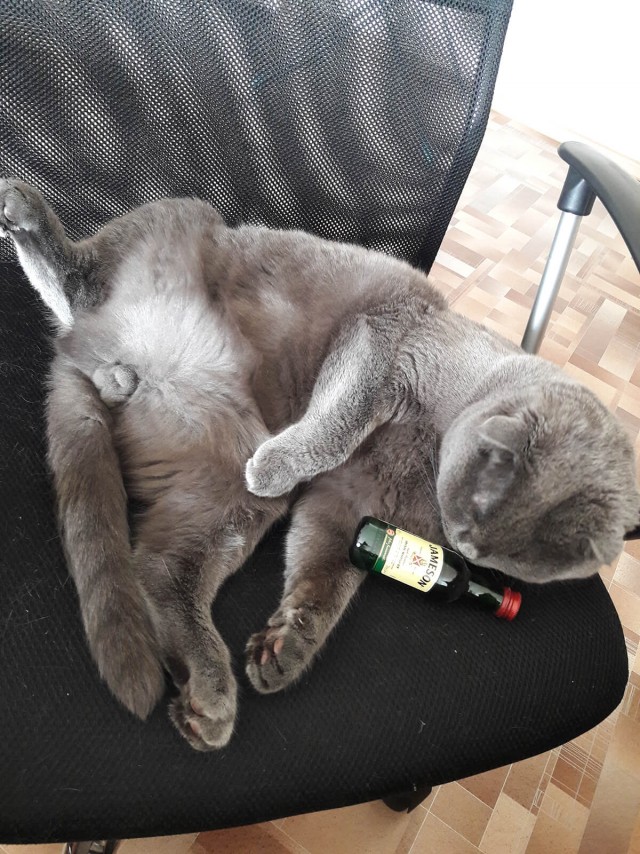 Лучшие сухие корма для кошек