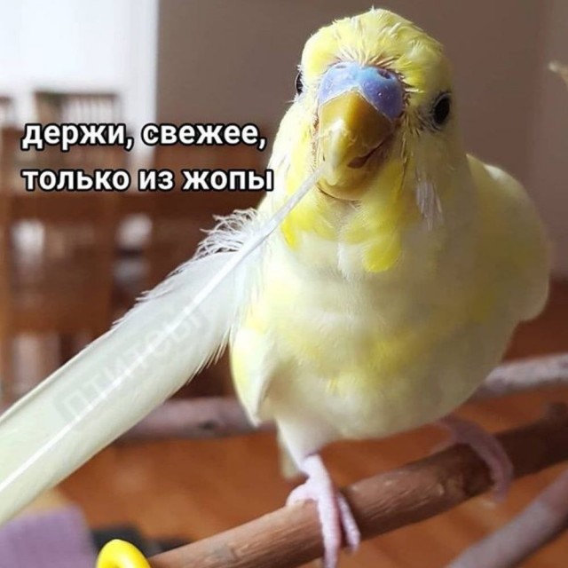 ПозитиФ Чик