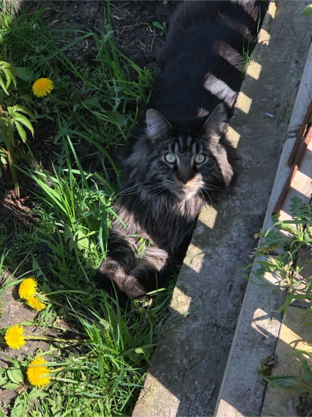 Вторник. Кото-вторник...