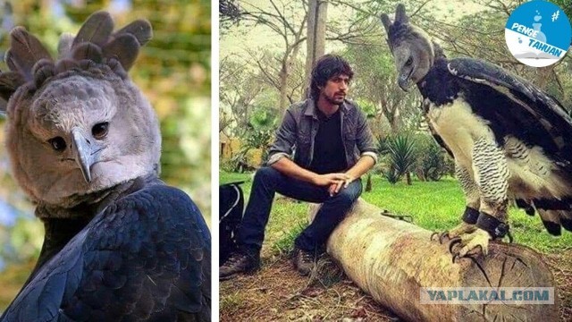 50 жутких примеров, когда Мать-природа заставила онеметь от ужаса