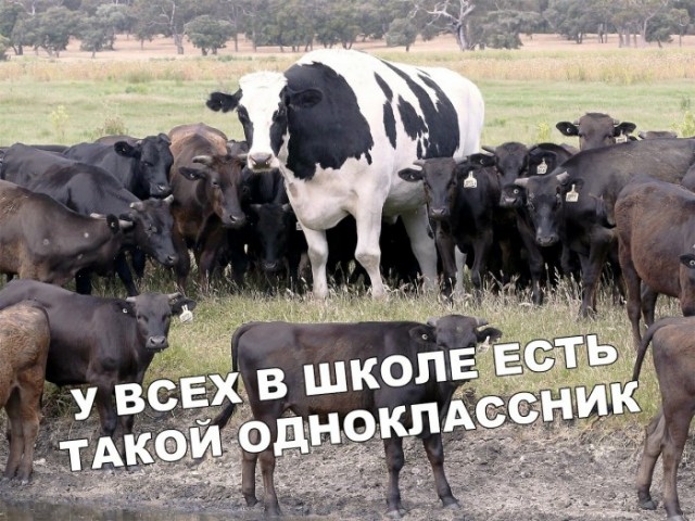 Йумористические картинки 12.08.2021