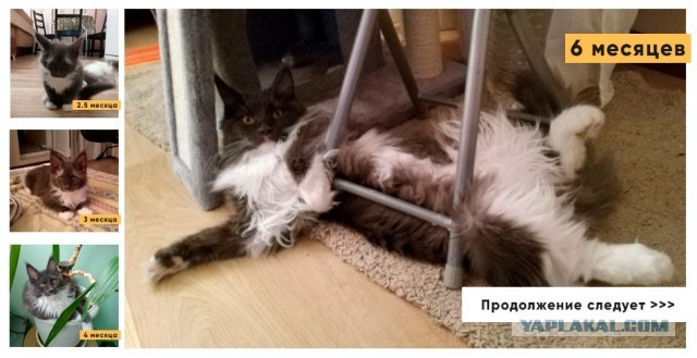 Кот Мейн-кун: царь домашних кошек!